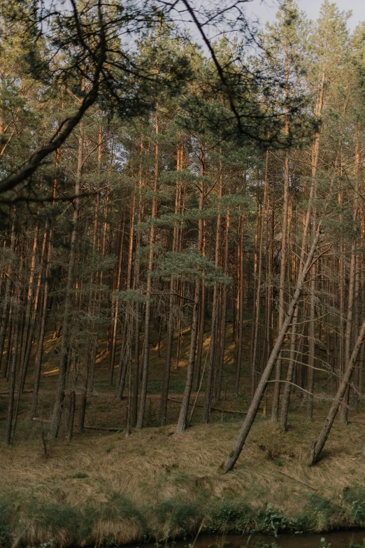 a wooden bench sits on the bank of a stream in a wooded area