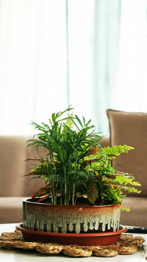 a living room with a sofa, table and plant in it