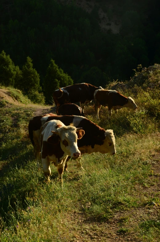 some brown white and black cows some grass and trees