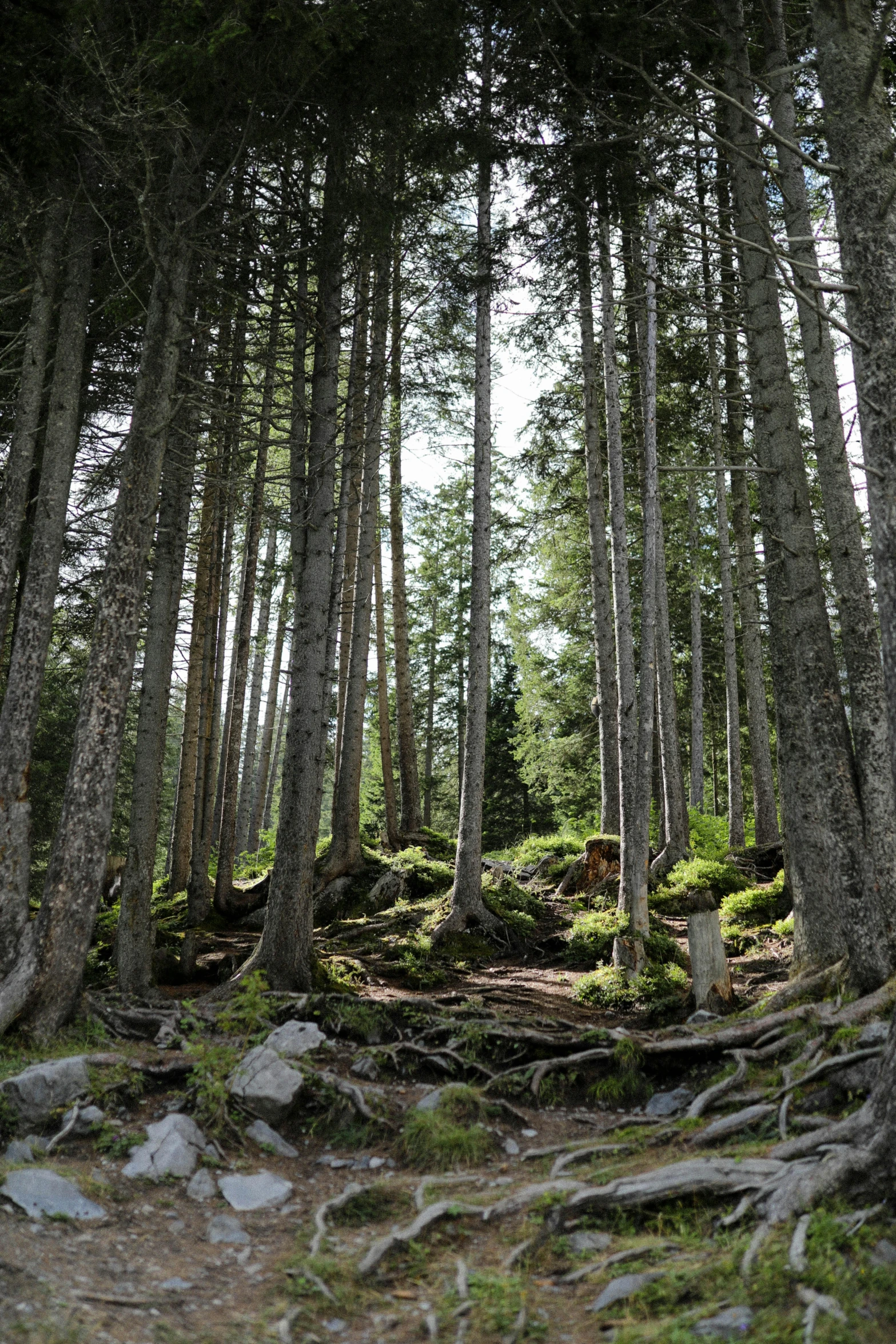 a path going through some large pine trees