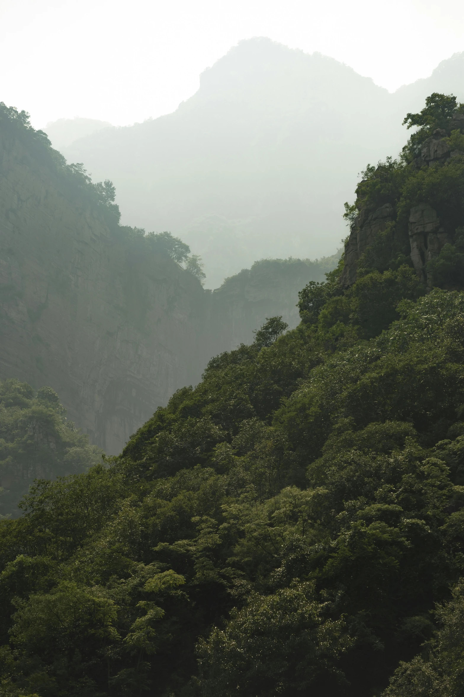 a small group of trees stand on a mountain side