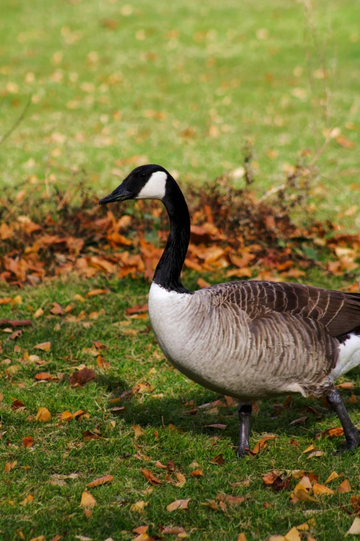 a goose is walking around a field of leaves