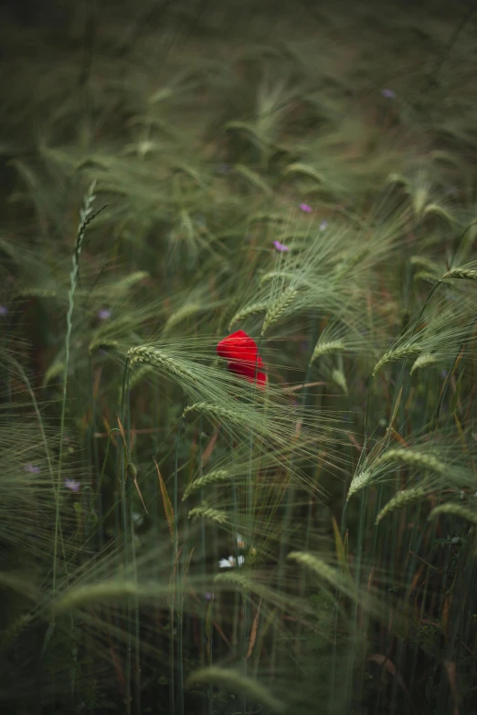 a red flower on green grass in the field