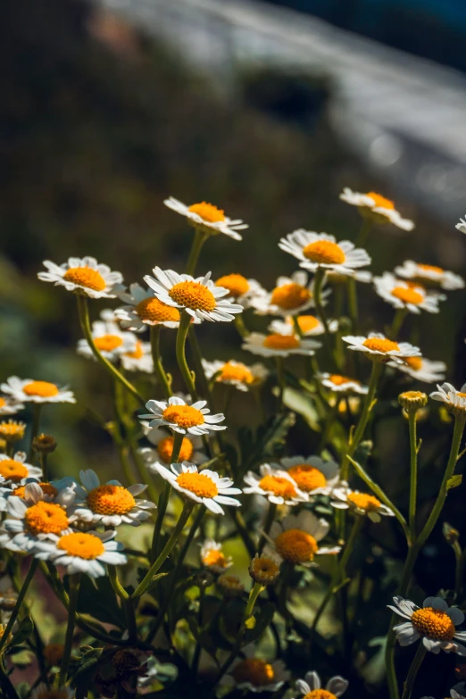 daisy flowers blooming beside of some cars in the distance