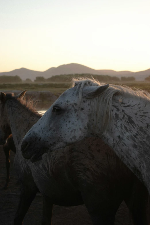 a close up of two horses in the sun