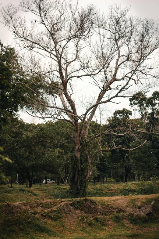 a view of trees in a green area, with a lot of leaves on the tree nches