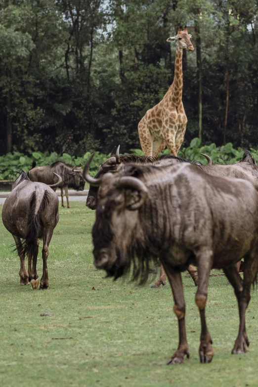 a giraffe walking across grass to a wildebeest