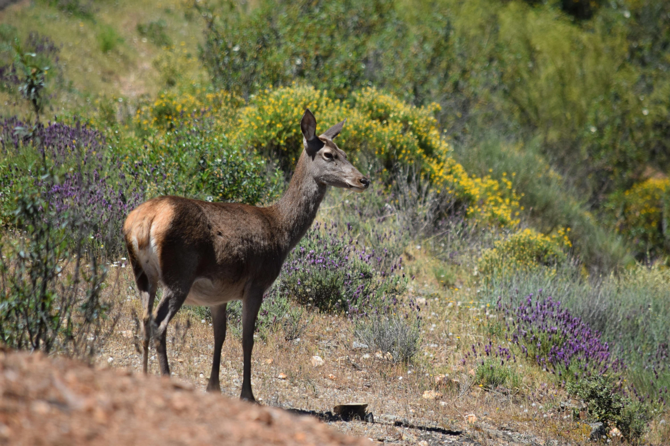 a deer standing on top of a dirt field