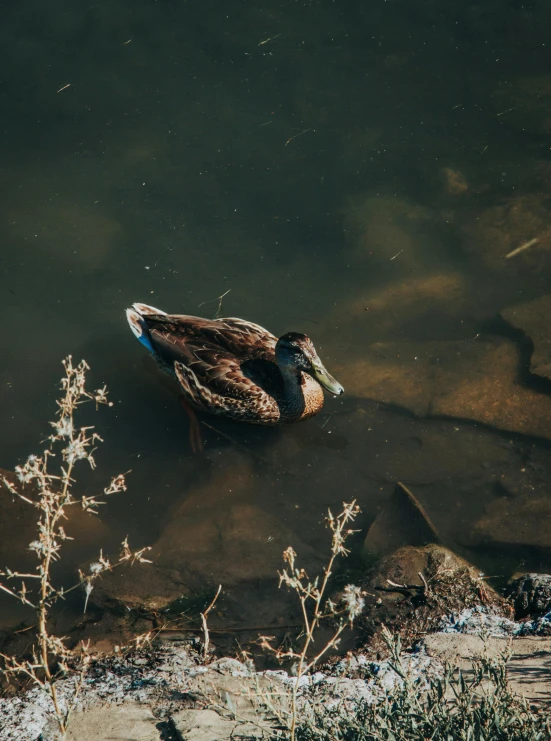 a duck that is sitting in the water