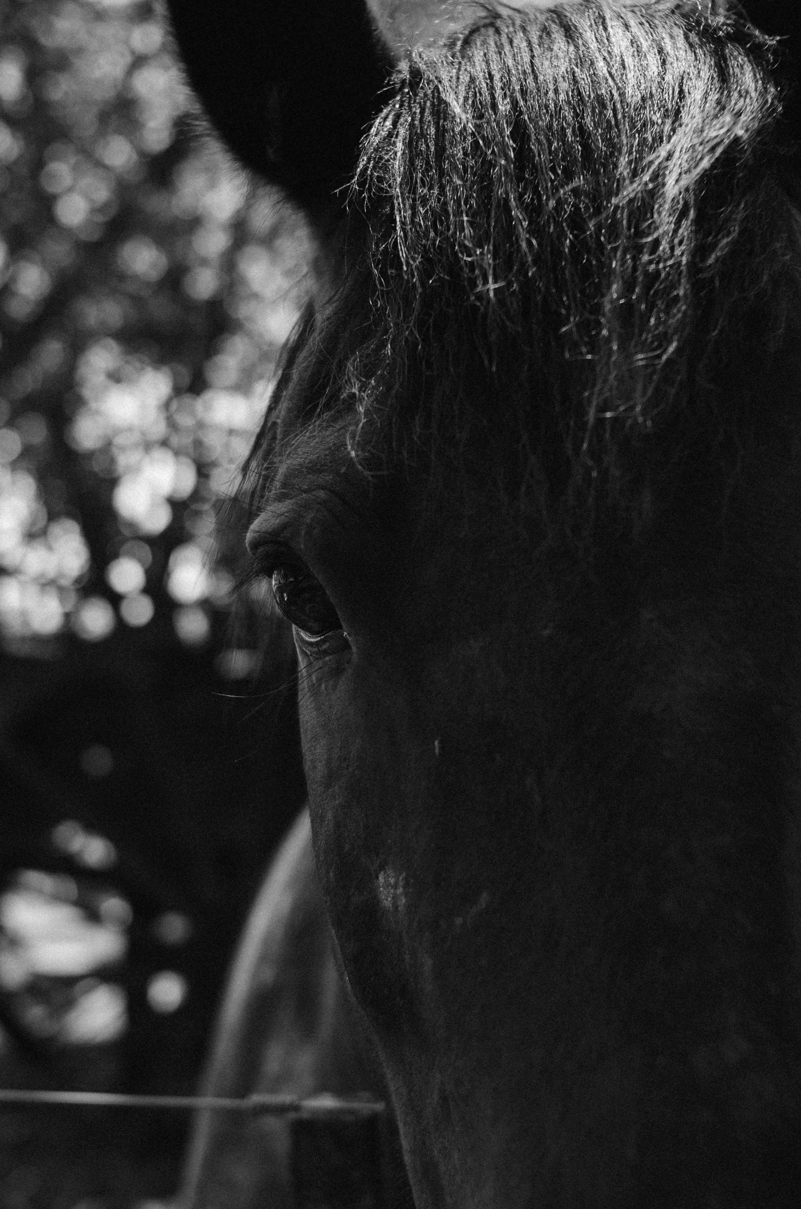 the head of a black and white horse near trees