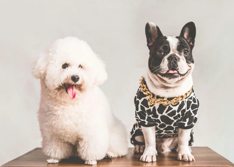 a dog and a dog in pajamas sitting on a table