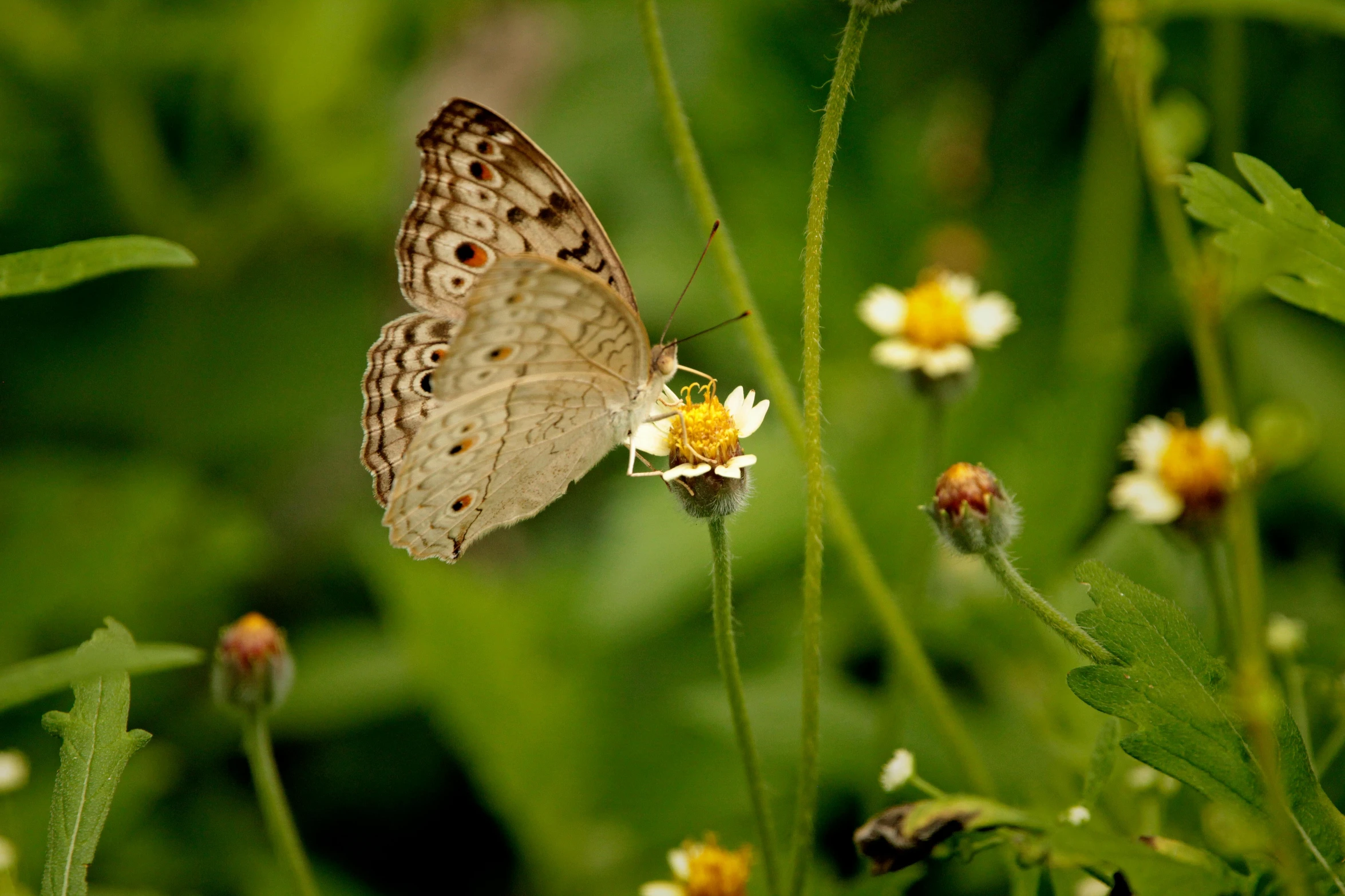 a large brown erfly on top of a flower