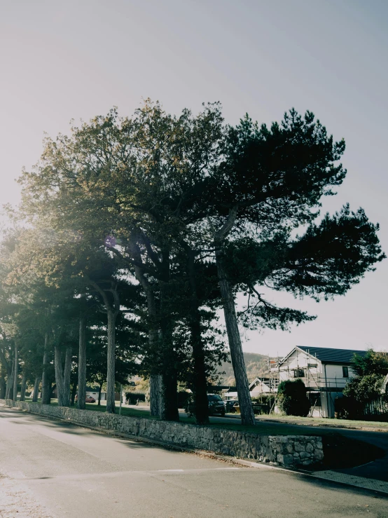 there are several trees on the road side