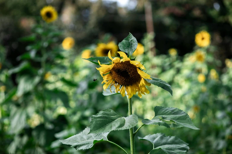 a yellow sunflower in a green forest