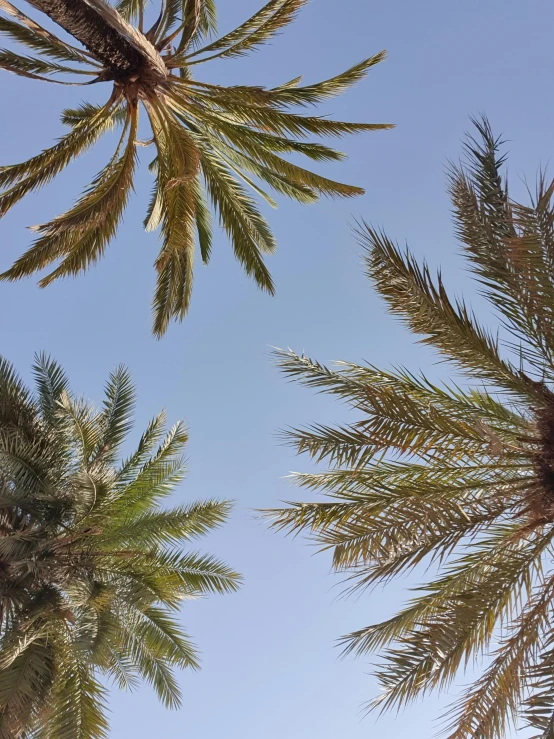 palm trees are looking up at blue sky