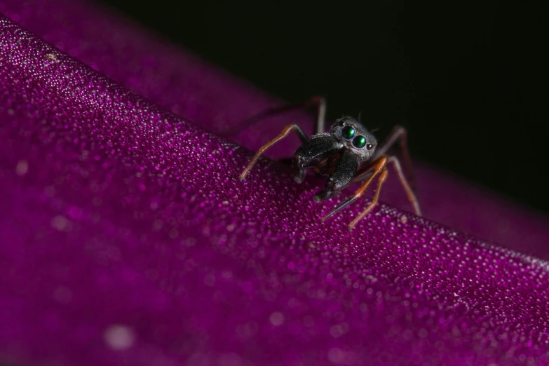 a close up of a spider with a green eyed stare