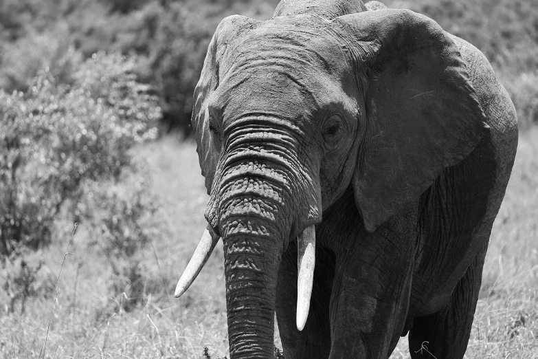 an elephant in black and white walking through tall grass