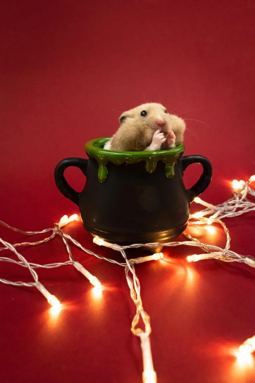 a rodent in a teacup with string lights around it