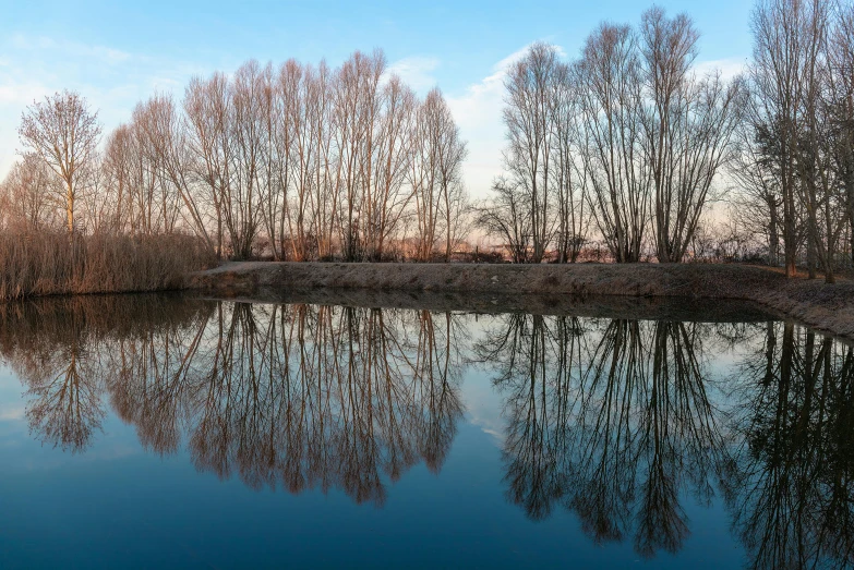 a group of trees near a body of water