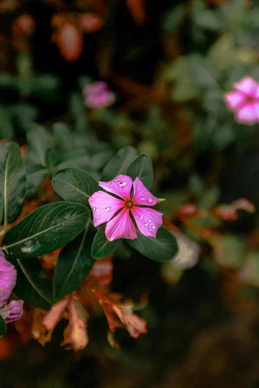 purple flowers are blooming outside in the forest