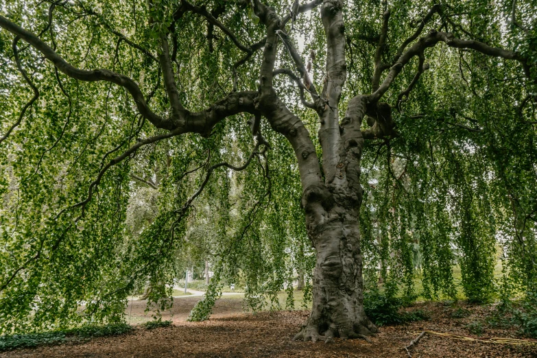 a tree in the middle of a field, is in shade