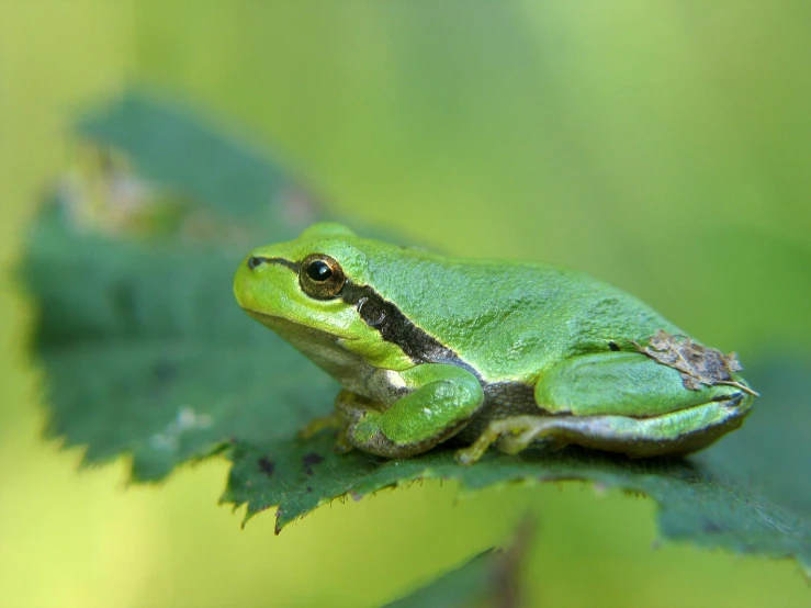 a small green and black frog sitting on top of leaves