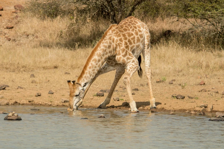 a giraffe that is drinking some water from the ground