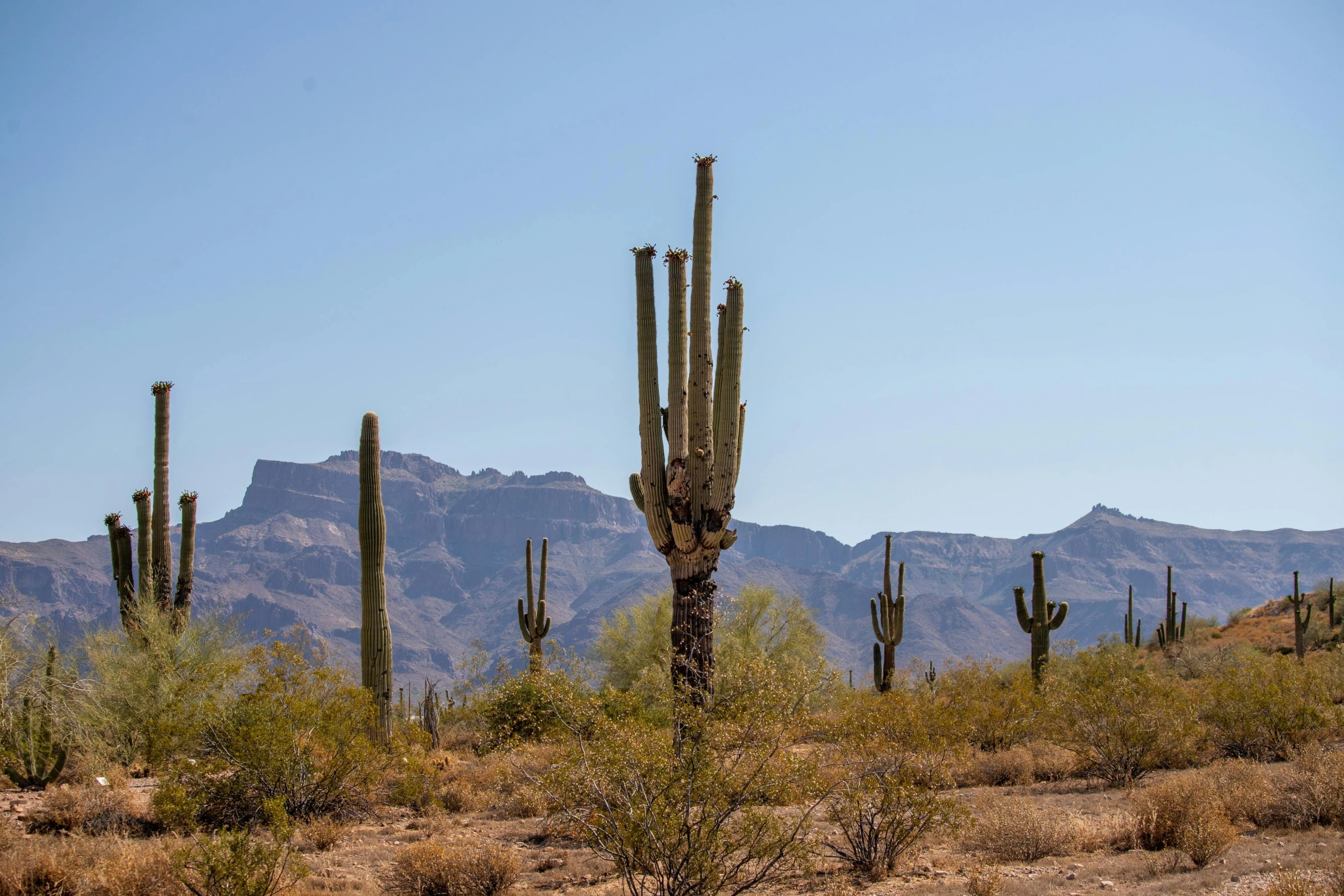 a desert area with many large cactus plants