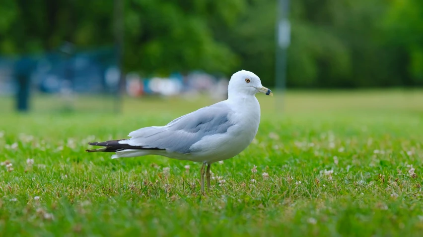 the seagull stands in the green grass with its beak open