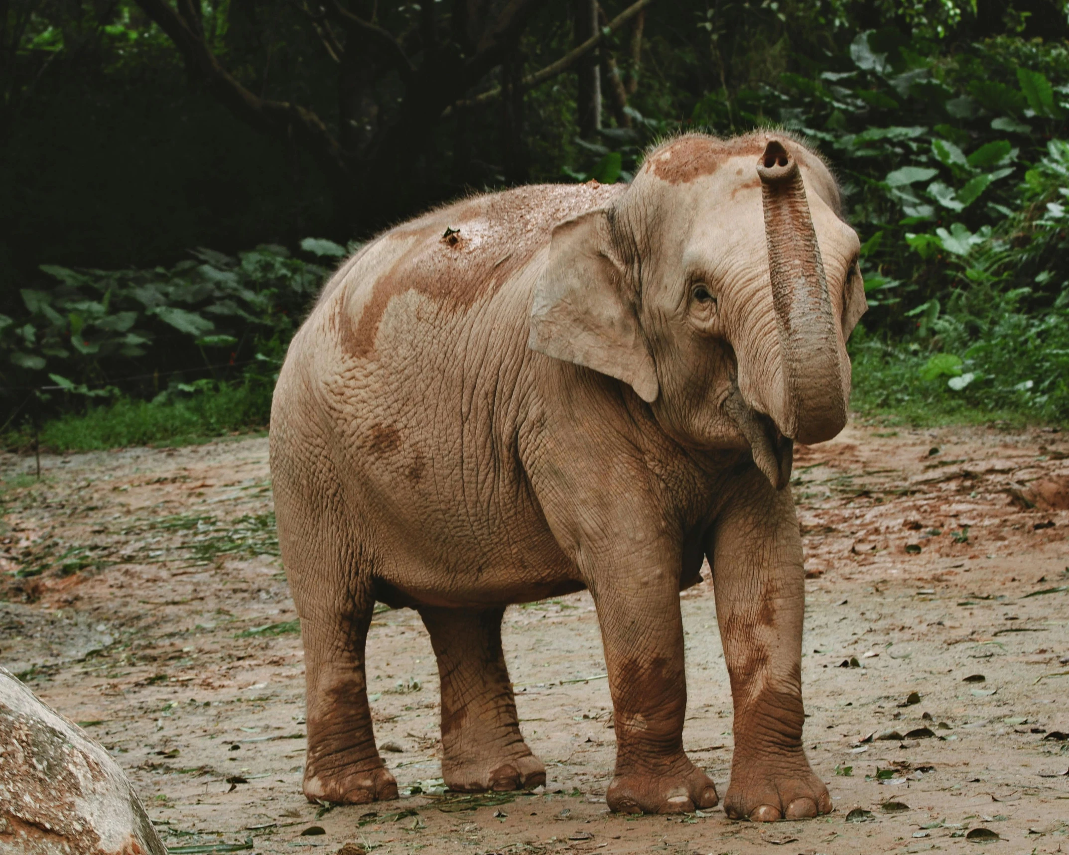 an elephant with it's trunk on his side while standing next to another one