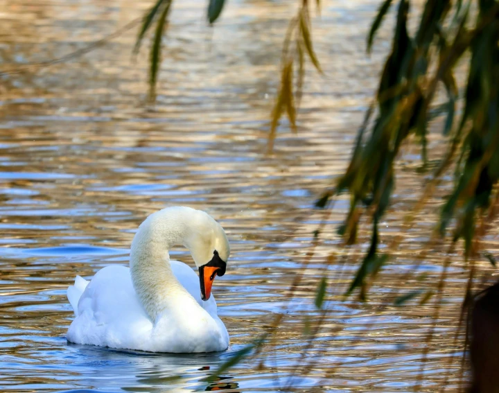 the swan is swimming in the water at the lake