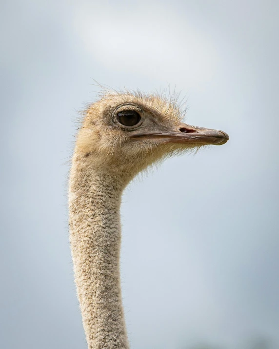 an ostrich's head with a sky background