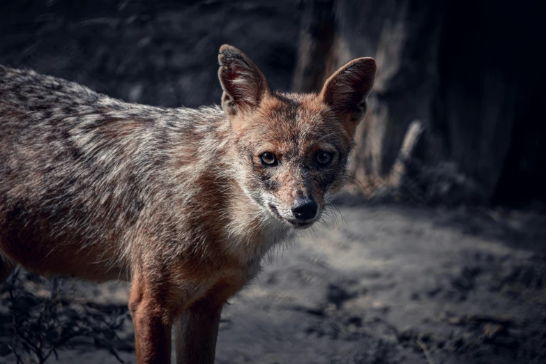 a wolf standing next to a tree in the dirt