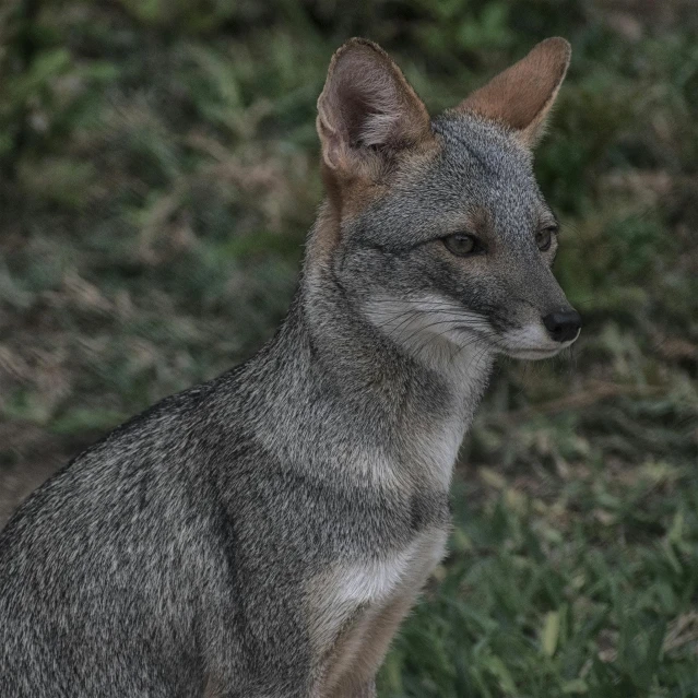 a close up of a gray and white fox sitting on grass