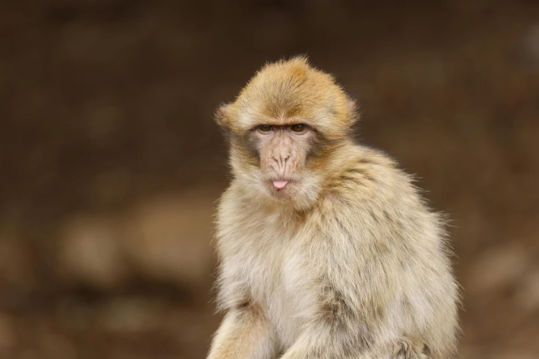 a monkey is sitting on top of a rock