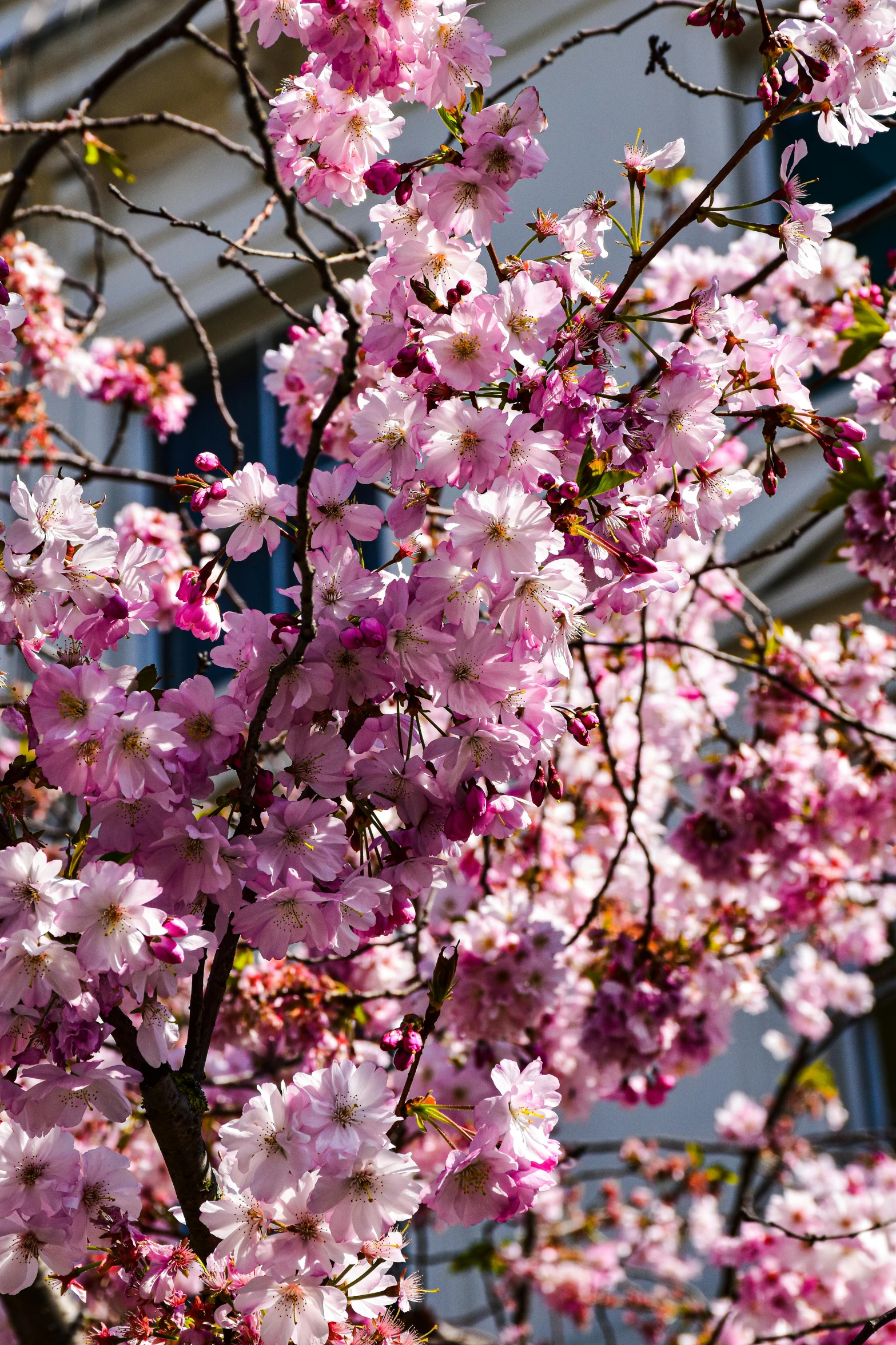 pink flowers in bloom on a tree outside a building