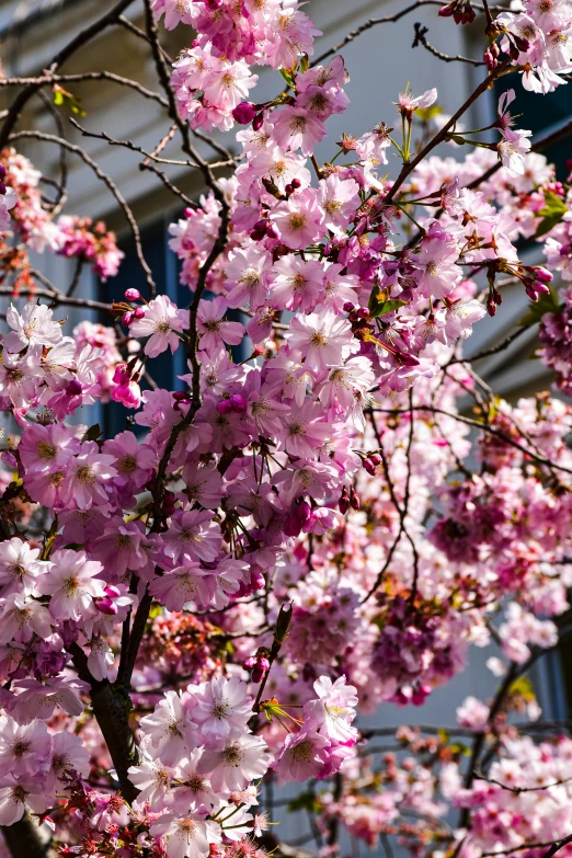 pink flowers in bloom on a tree outside a building