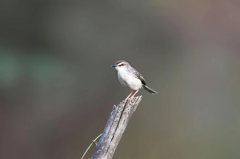 the small bird is sitting on the end of the nch