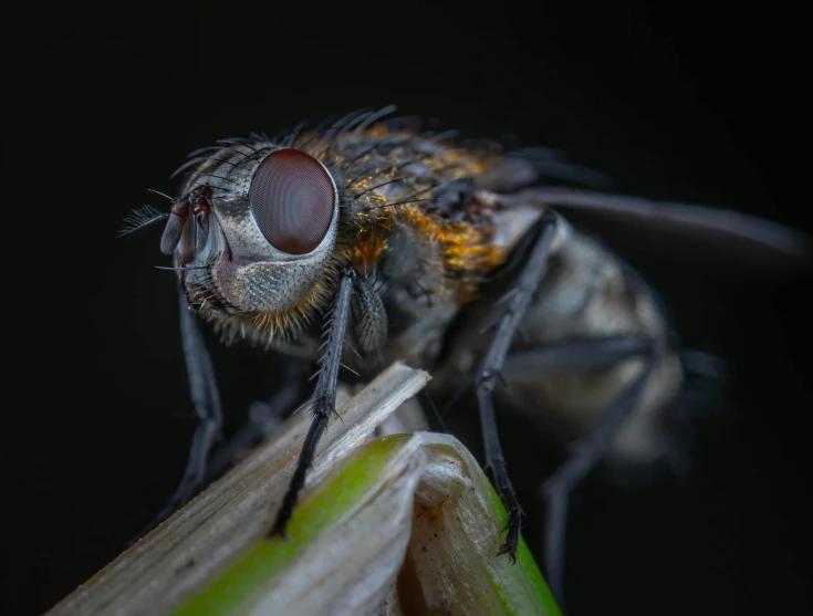 a big flies flys close up on a stalk