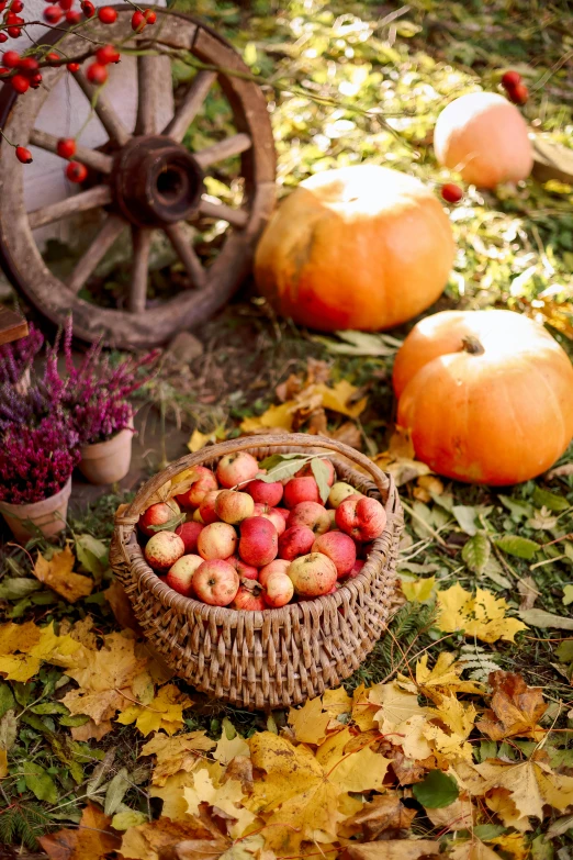 the pumpkins and strawberries are on the ground next to the wheel