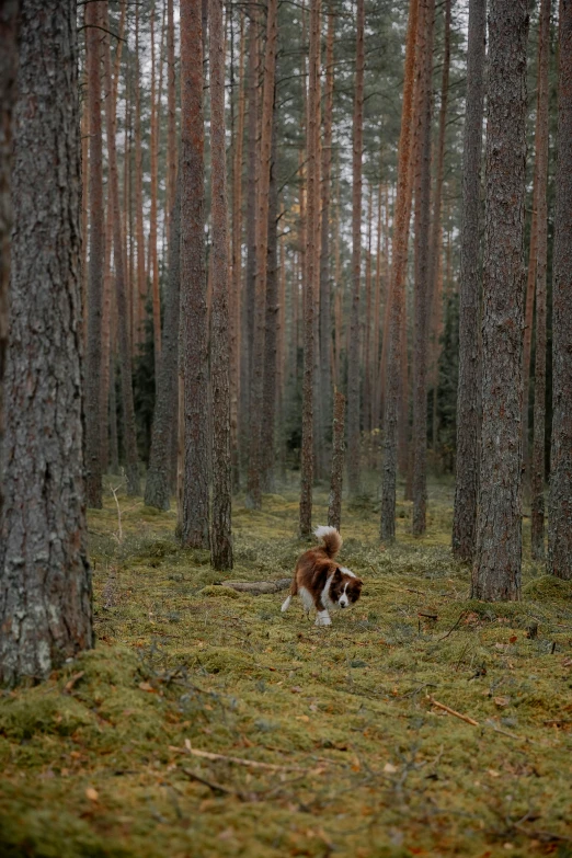 a dog walking through the woods near many trees