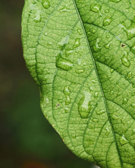 a green leaf with water drops on it