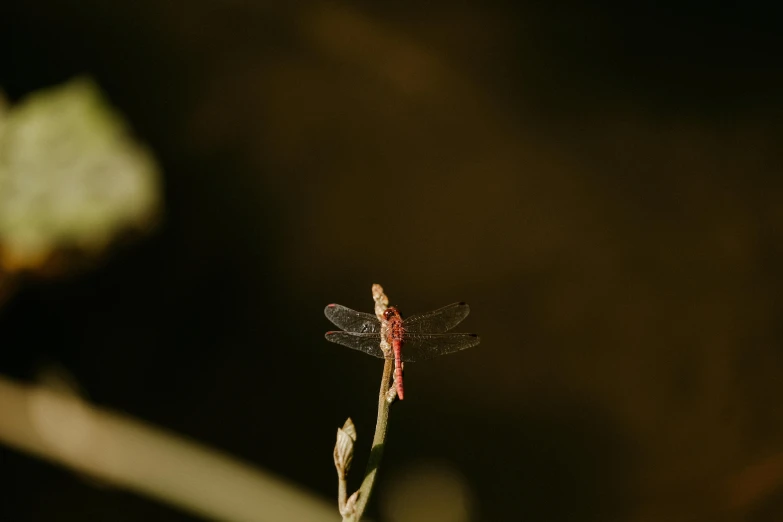 a small dragonfly is sitting on a flower