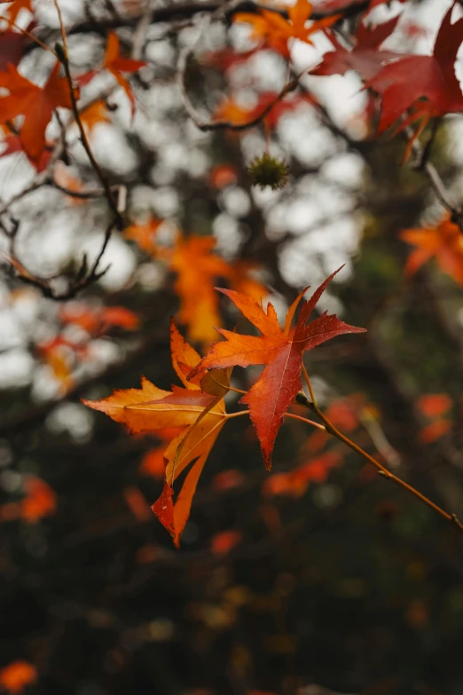 some red and yellow leaves in the fall