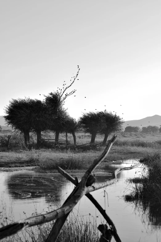 black and white po of trees with birds flying above