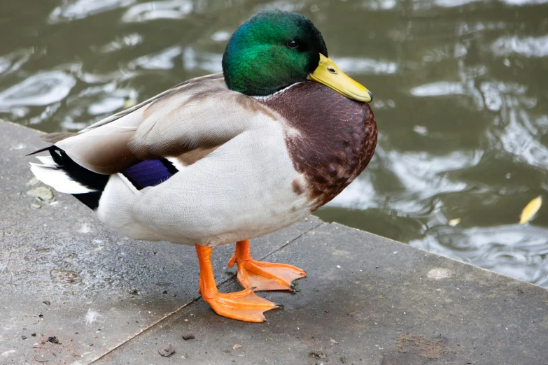 a duck is standing on concrete near water