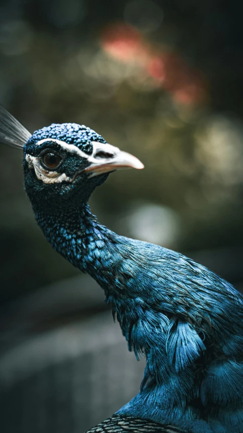 this is an image of a peacock staring