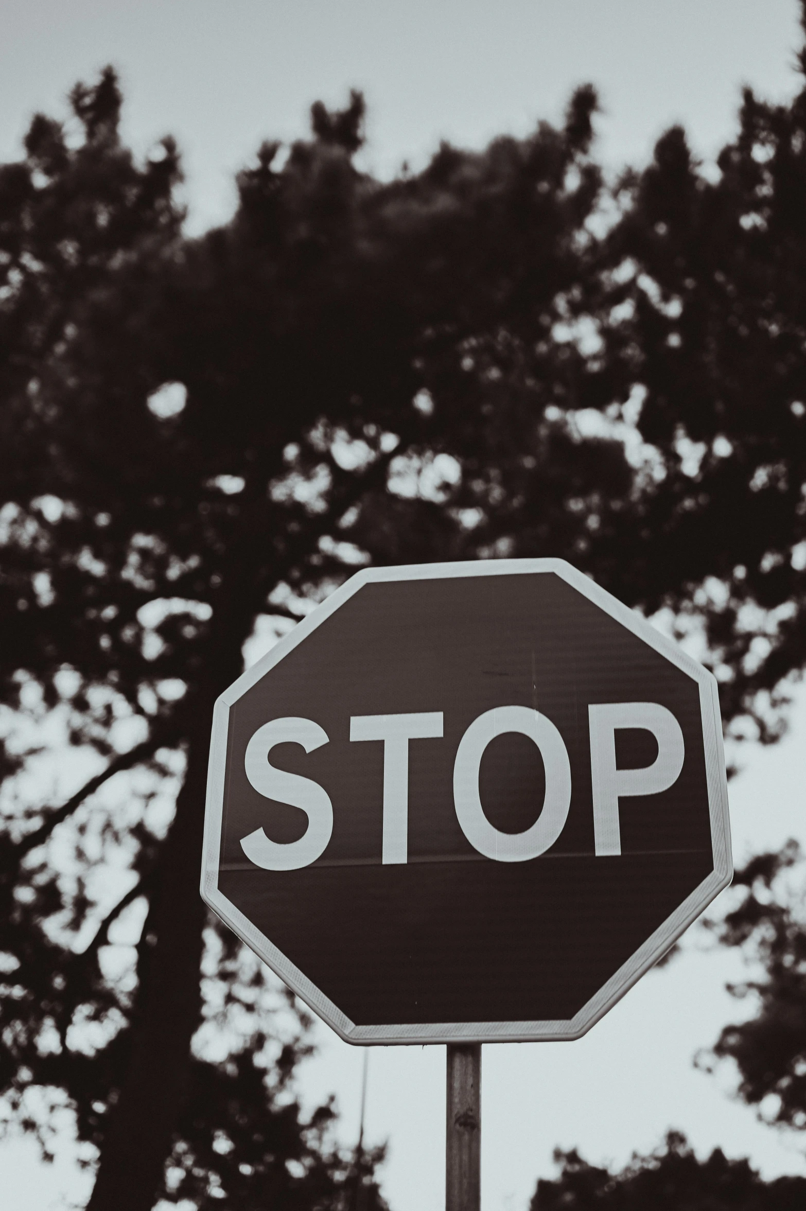 a stop sign against a silhouetted tree backdrop