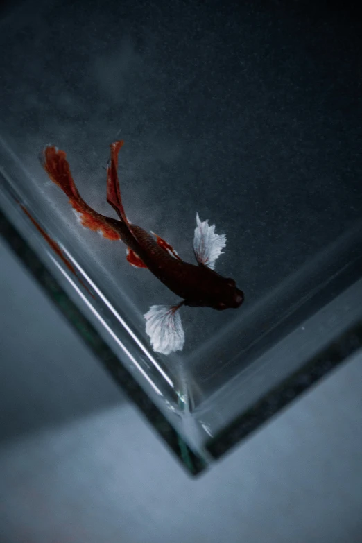 a leaf shaped object sits on top of water