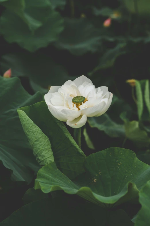 a bug that is on top of a flower